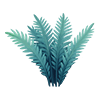 Silver Cycad