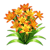 Orange Star Orchid