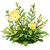 Yellow Evening Primrose