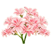 Pink Lewisia