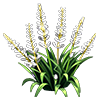 White Lilyturf