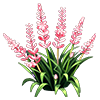 Pink Lilyturf