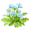 Blue Himalayan Poppy