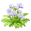 Violet Himalayan Poppy