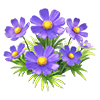 Purple Cosmos