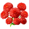 Crimson Dahlia