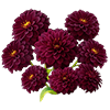 Midnight Dahlia