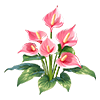 Peach Flamingo Flower