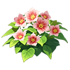 Crimson Hollyhock