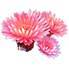 Scarlet Sea Anemone