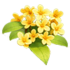 Yellow Osmanthus