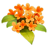 Orange Osmanthus