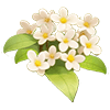 Silver Osmanthus