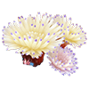 White Sea Anemone