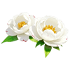 White Tree Peony
