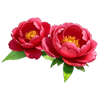 Red Peony
