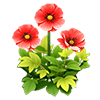 Scarlet Iceland Poppy