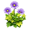 Purple Iceland Poppy