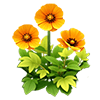 Yellow-Orange Iceland Poppy