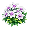 White-Purple Clematis