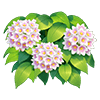Light Pink Verbena