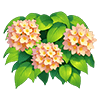 Light Orange Verbena