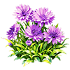 Purple Cornflower
