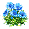 Blue Cornflower