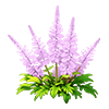 Light Purple Astilbe
