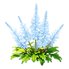Light Blue Astilbe