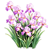 Purple-Pink Bearded Iris