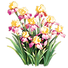 Yellow-Pink Bearded Iris