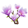 Purple Magnolia