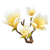 Yellow Magnolia