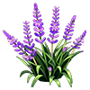 Purple Lilyturf