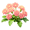 Peach Calandiva