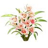 Coral Boat Orchid