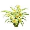 Yellow-Green Boat Orchid