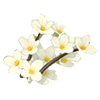 White Weeping Cherry