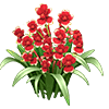 Red Dancing Lady Orchid