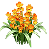 Orange Dancing Lady Orchid