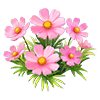 Pink Cosmos