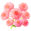 Pink Peony Dahlia