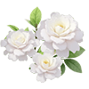 White Chinese Sweetshrub