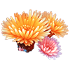 Orange Sea Anemone