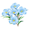 Blue Oleander
