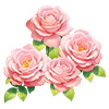 Pink Celebration Rose