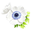 White Blue-Eyed  Anemone