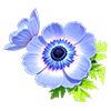 Purple Anemone