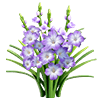 Purple Gladiolus